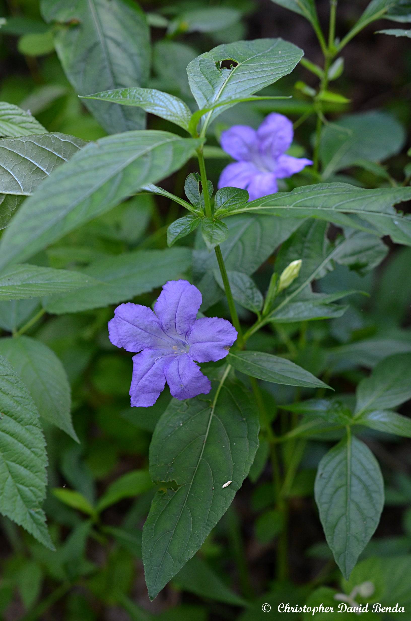 Wild Petunia - Native Gardeners