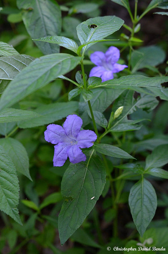 Wild Petunia - Native Gardeners