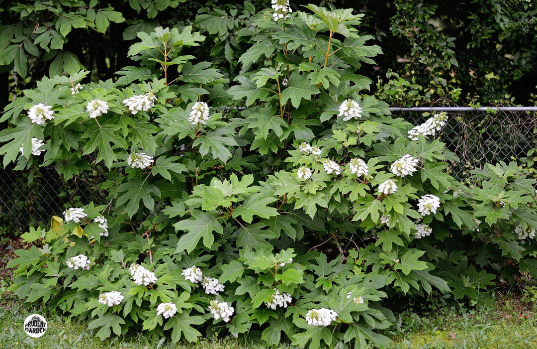 Oakleaf Hydrangea 'Ellen Huff' - Native Gardeners