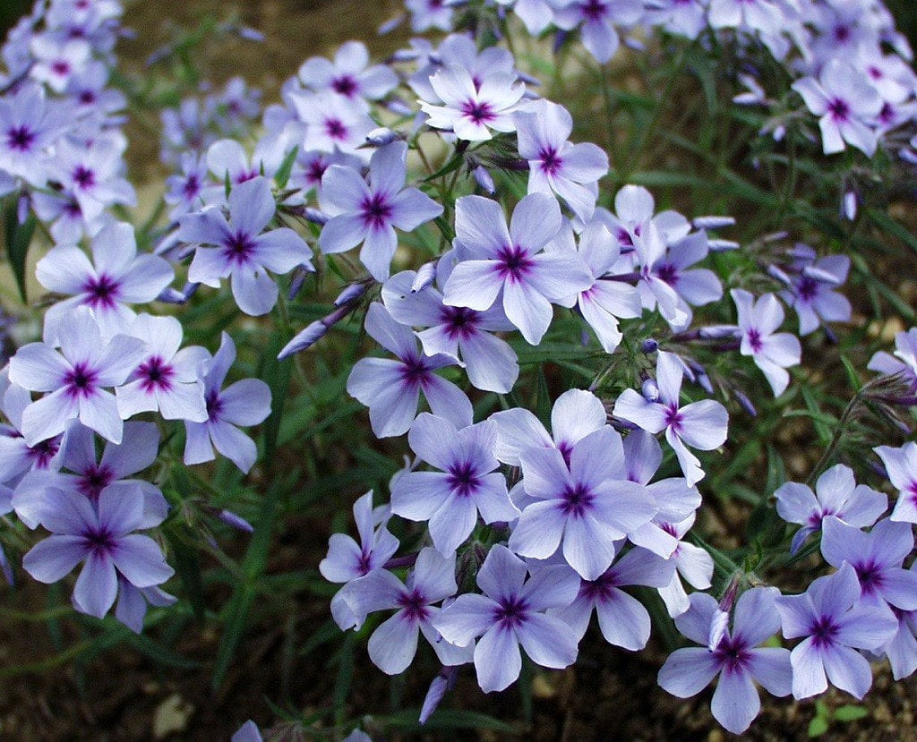 Woodland Phlox 'Chattahoochee'