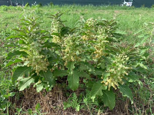 Zizotes Milkweed - Native Gardeners