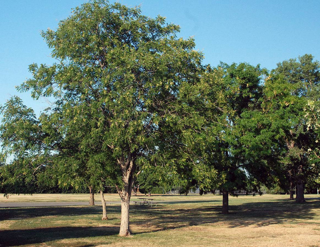 Western Soapberry - Native Gardeners