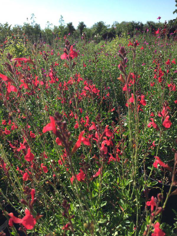 Autumn Sage 'Coral' - Native Gardeners