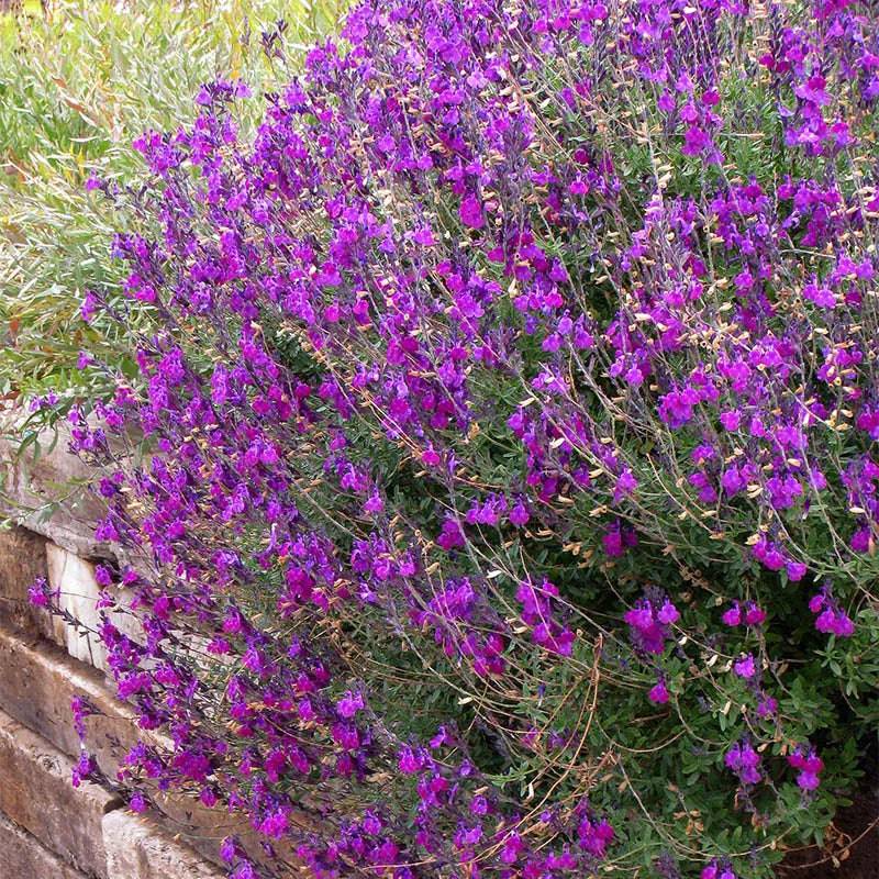 Autumn Sage - Mystery Color - Native Gardeners