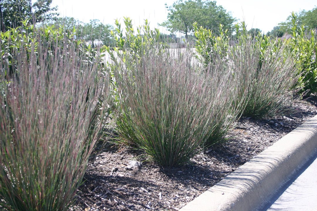 Little Bluestem 'Carousel' - Native Gardeners