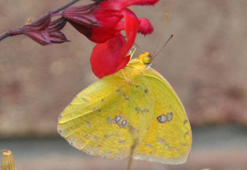 Cloudless Sulphur (Phoebis sennae)