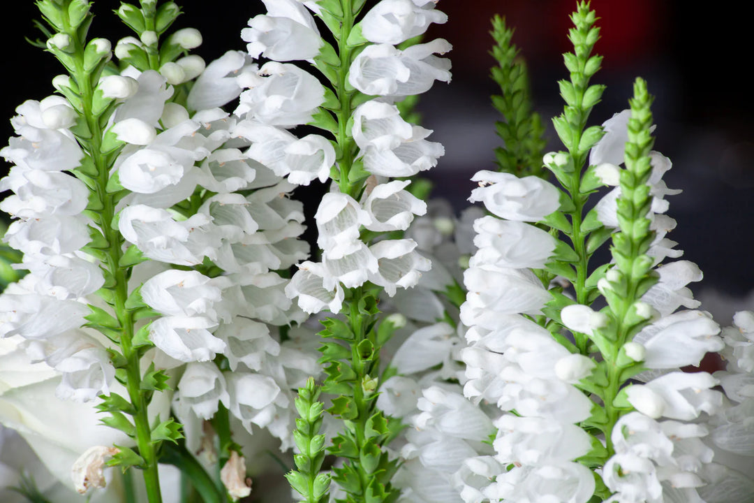 obedient plant seeds Fall Obedient Plant 'White' – Native Gardeners