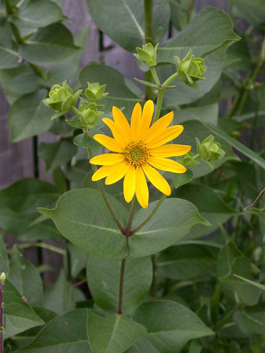 Rosinweed - Native Gardeners