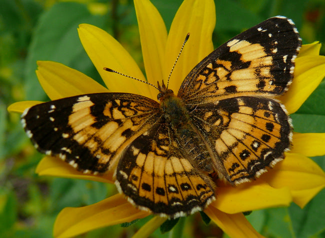 https://www.prairiehaven.com/wp-content/uploads/2015/01/silvery-checkerspot-6-19-10-1.jpg