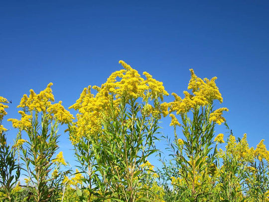 Gray Goldenrod - Native Gardeners