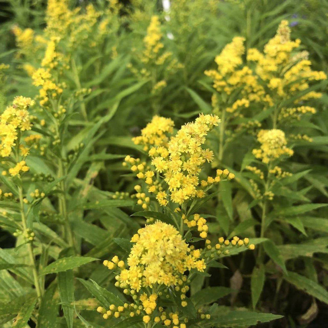 Goldenrod 'Little Lemon' - Native Gardeners