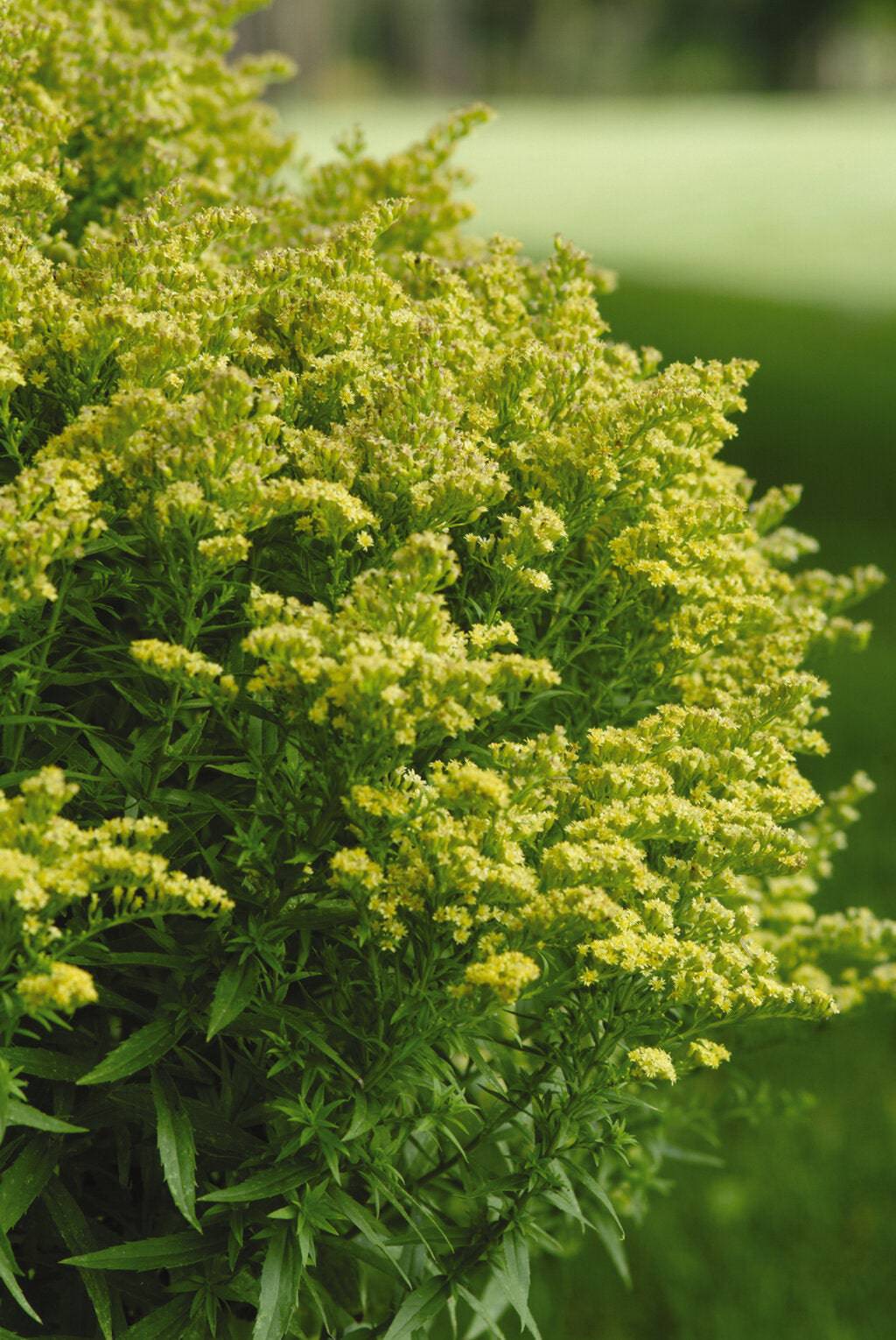 Goldenrod 'Little Lemon' - Native Gardeners