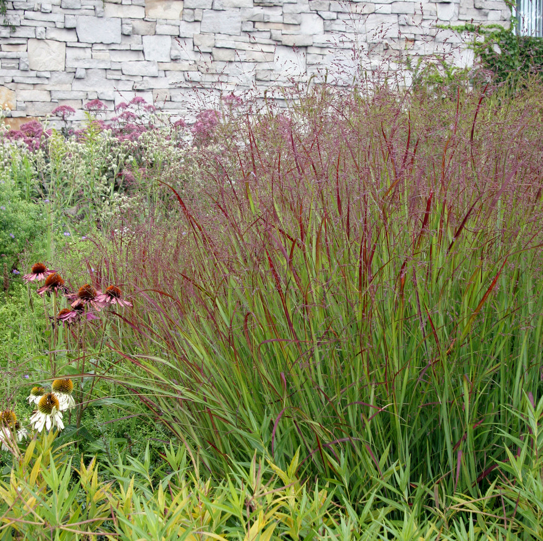 Switchgrass 'Ruby Ribbons' - Native Gardeners