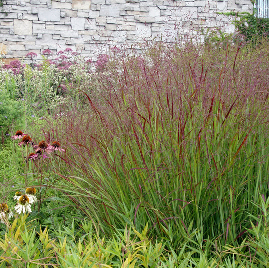 Switchgrass 'Ruby Ribbons' - Native Gardeners