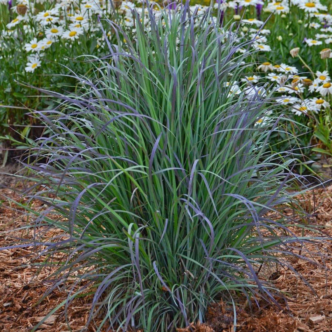 Little Bluestem 'Twilight Zone' - Native Gardeners