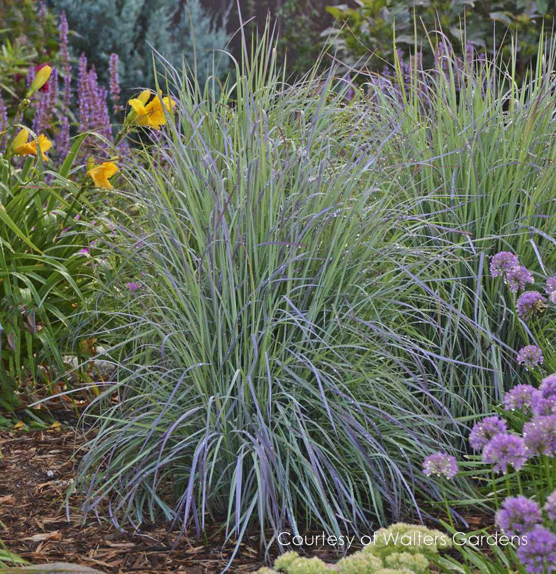 Little Bluestem 'Twilight Zone' - Native Gardeners