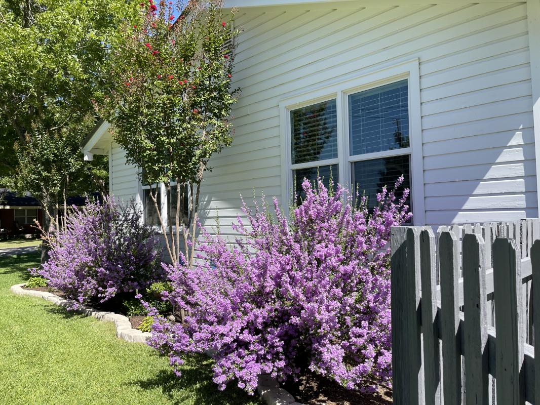 Rio Bravo Texas Sage - Native Gardeners
