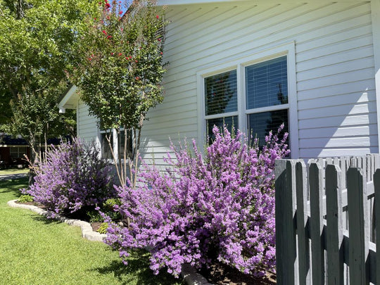 Rio Bravo Texas Sage - Native Gardeners