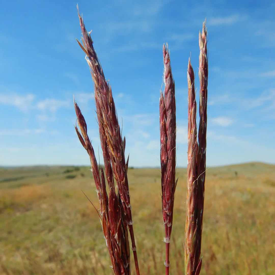 Big Bluestem 'Red October'