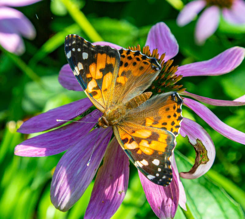 Painted Lady (Vanessa cardui)