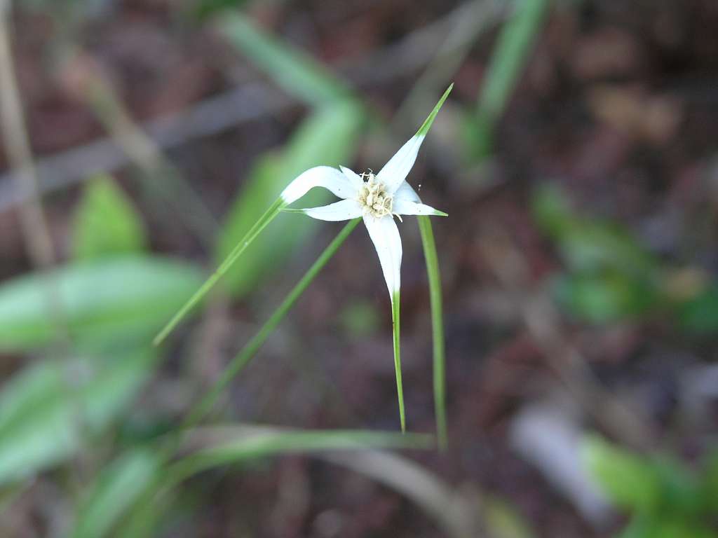 Starrush White-topped Sedge - Native Gardeners