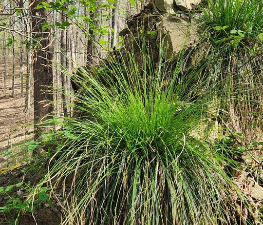 Whitetinge Sedge - Native Gardeners