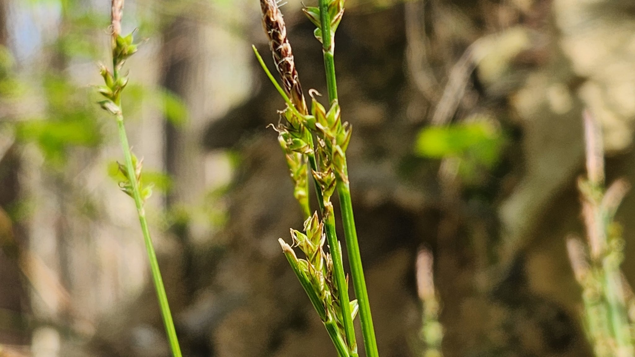 Whitetinge Sedge - Native Gardeners