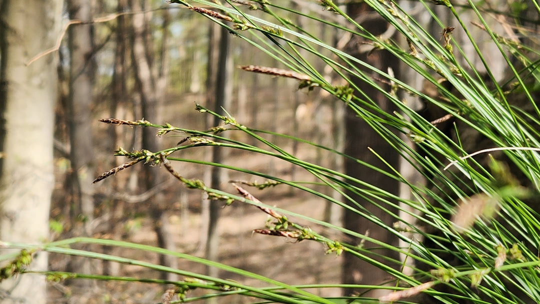 Whitetinge Sedge - Native Gardeners