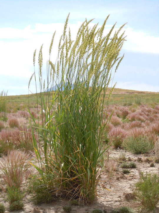 Canada Wildrye - Native Gardeners