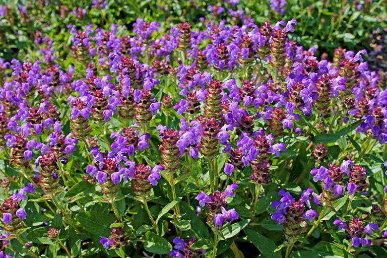 Selfheal - Native Gardeners