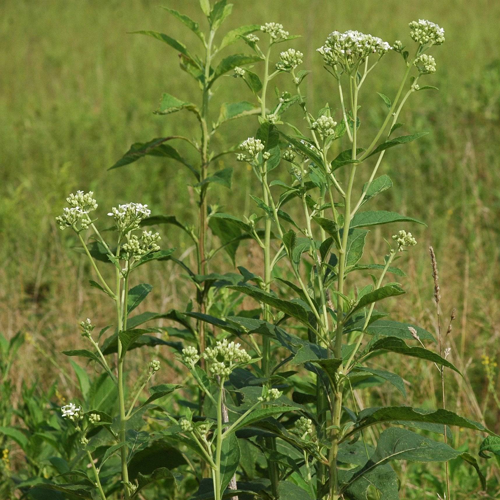 Frostweed - Native Gardeners