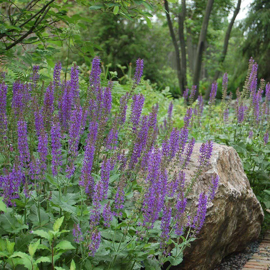 May Night Sage - Native Gardeners