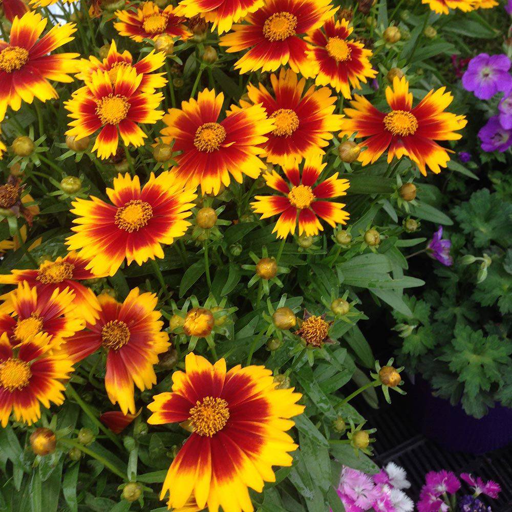 Coreopsis 'Uptick Gold' - Native Gardeners