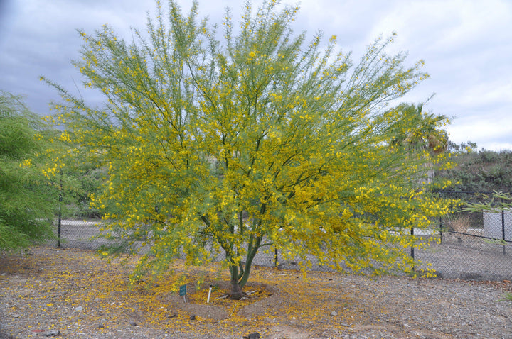 Retama – Native Gardeners