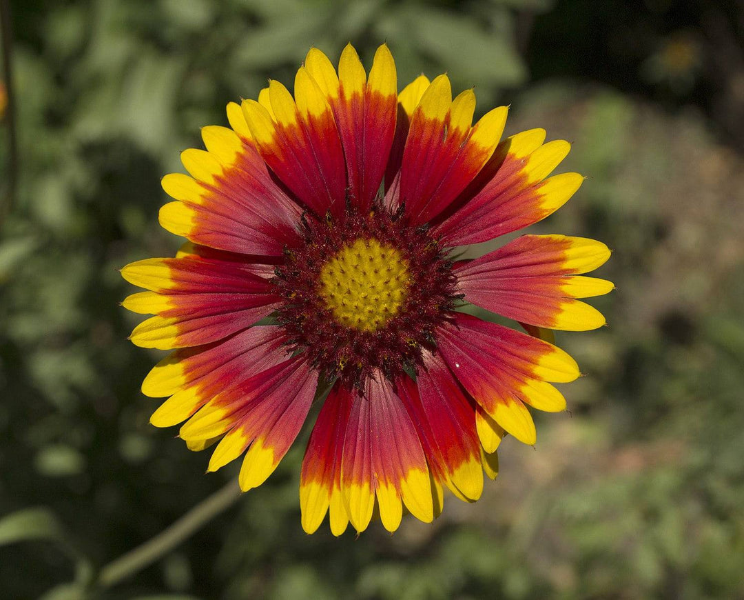 Blanketflower - Native Gardeners