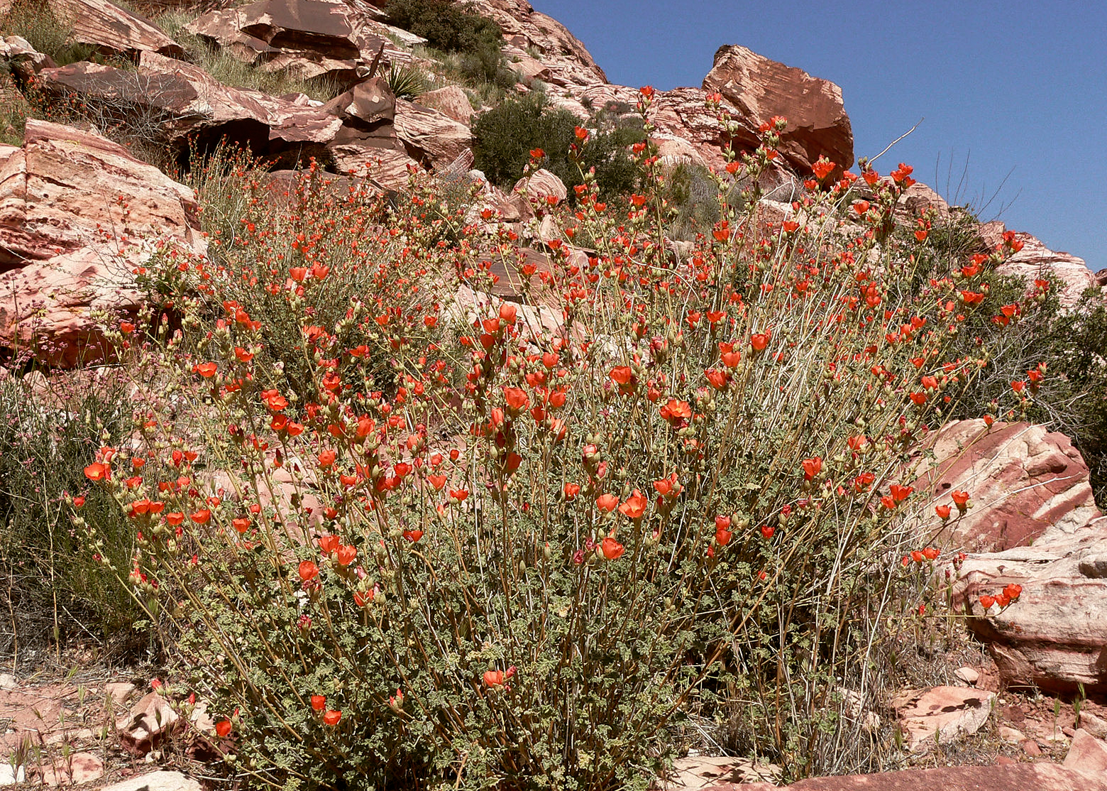 Desert Mallow