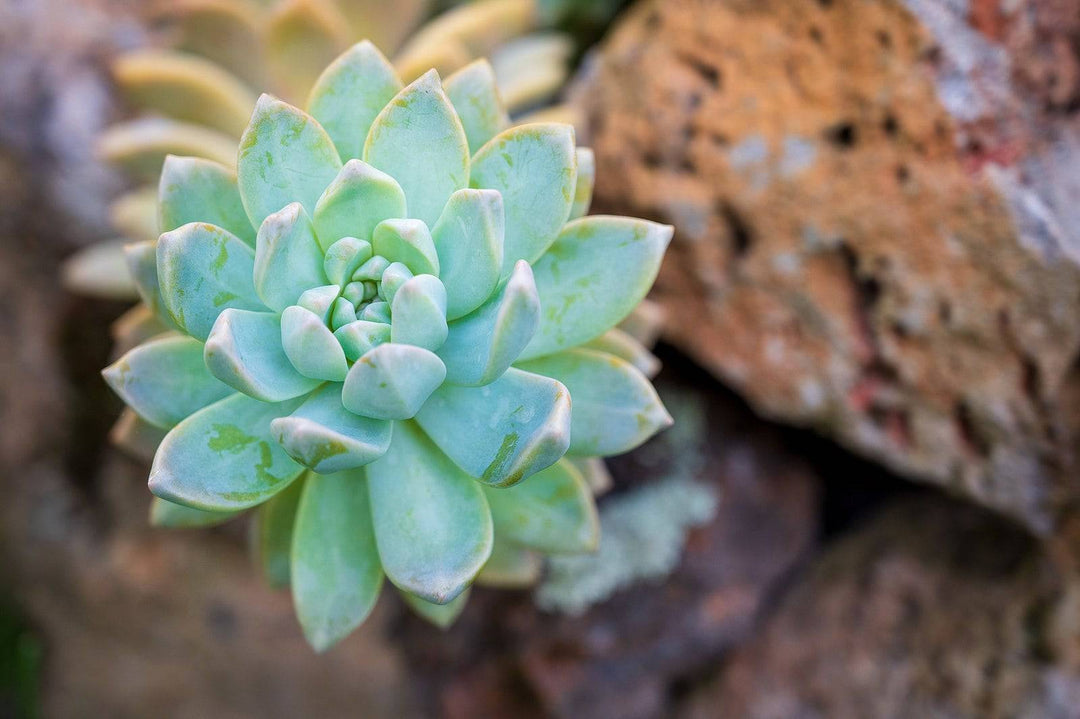 Ghost Plant 'Blue' - Native Gardeners