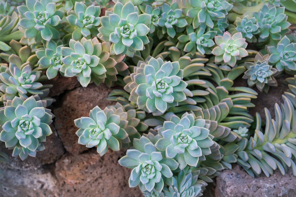 Ghost Plant 'Blue' - Native Gardeners