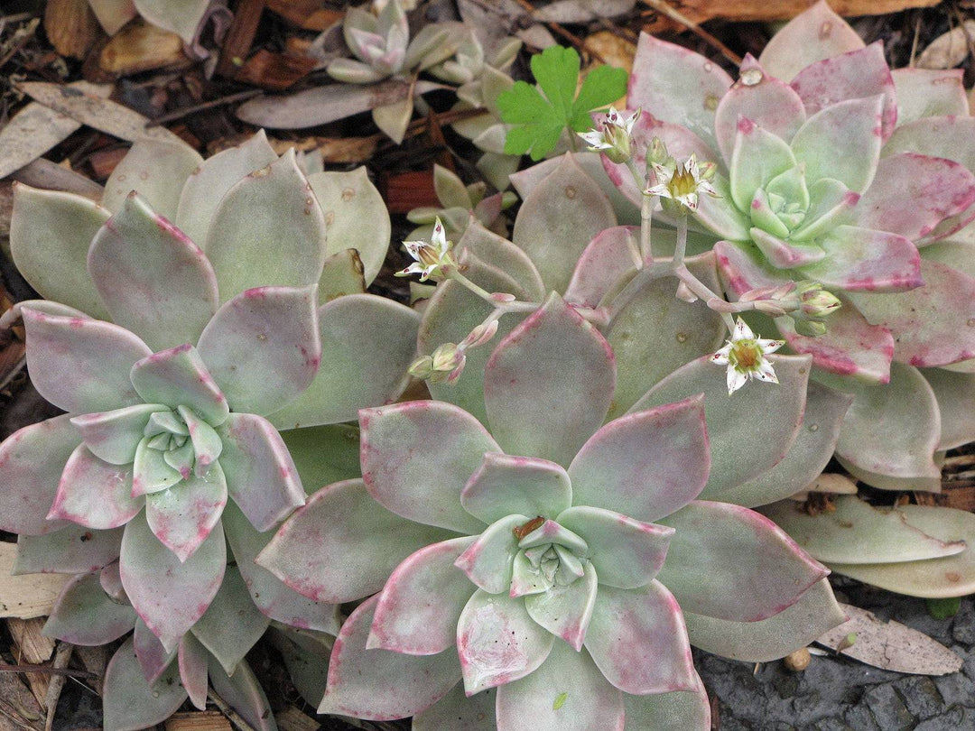 paraguayense succulent Ghost Plant 'Red'