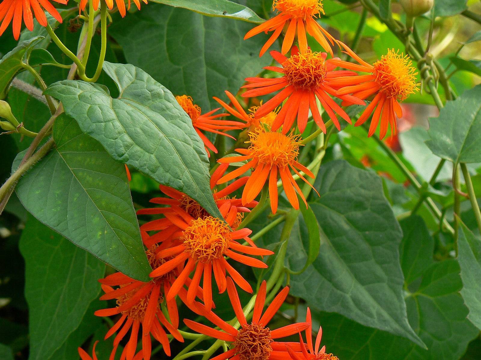 Mexican Flame Vine - Native Gardeners