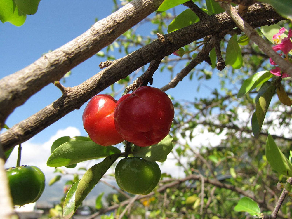 Dwarf Barbados Cherry - Native Gardeners