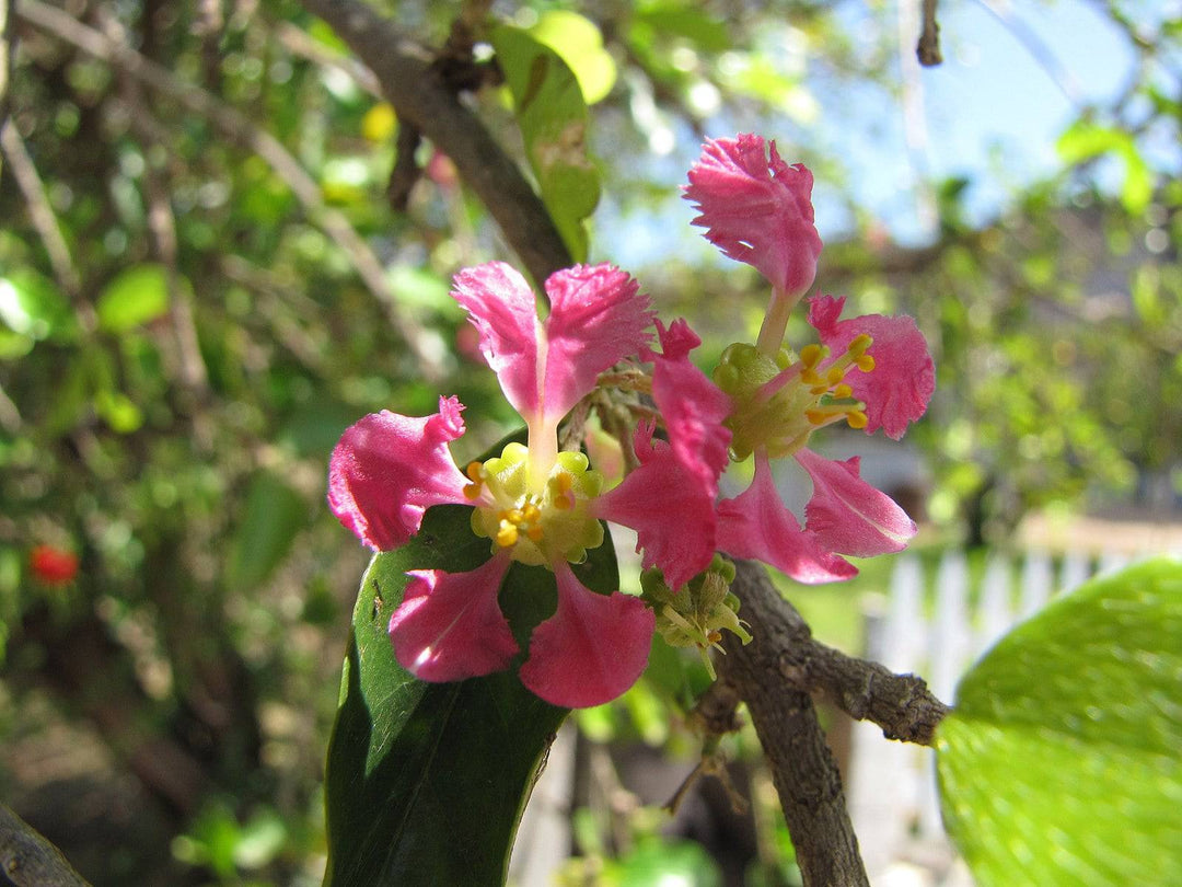 Dwarf Barbados Cherry - Native Gardeners