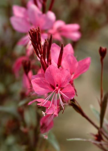 Pink Gaura