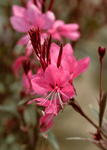 Pink Gaura - Native Gardeners