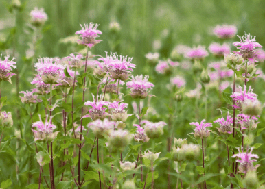 Lemon Mint Beebalm - Native Gardeners