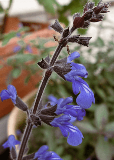 Bicolor Sage - Native Gardeners