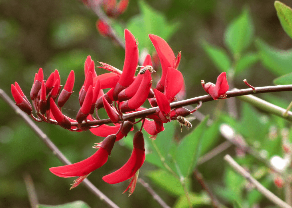 Coralbean - Native Gardeners