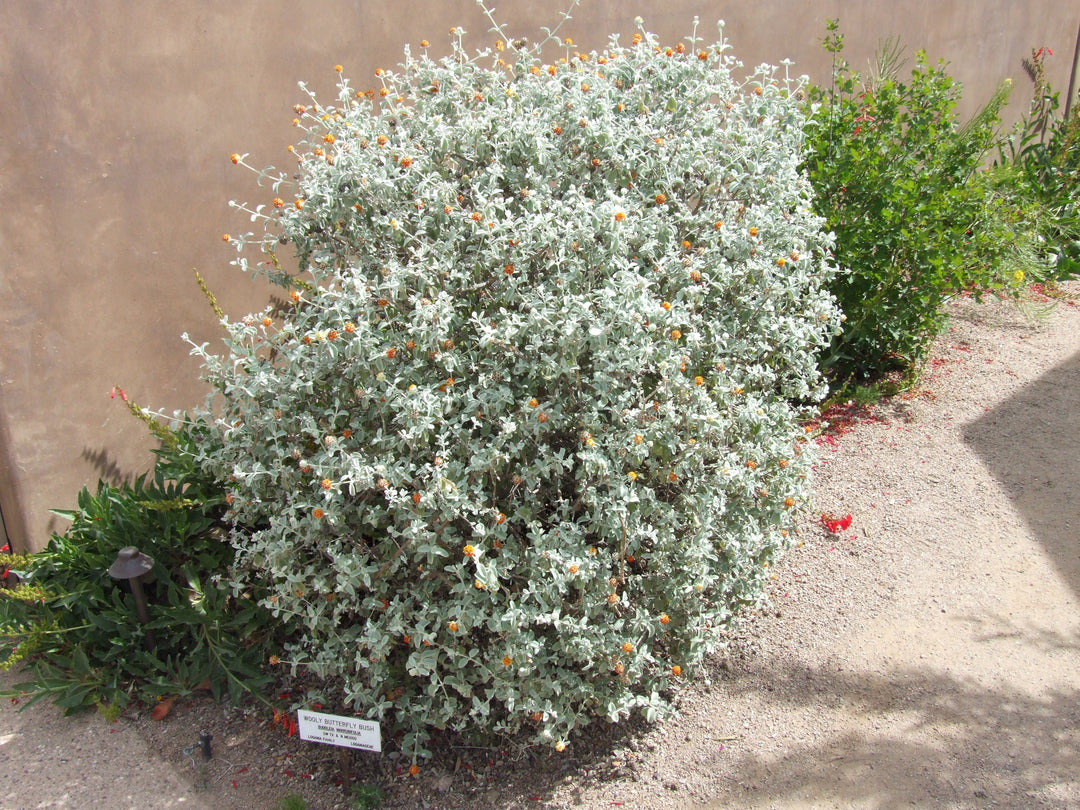 Woolly Butterfly Bush - Native Gardeners