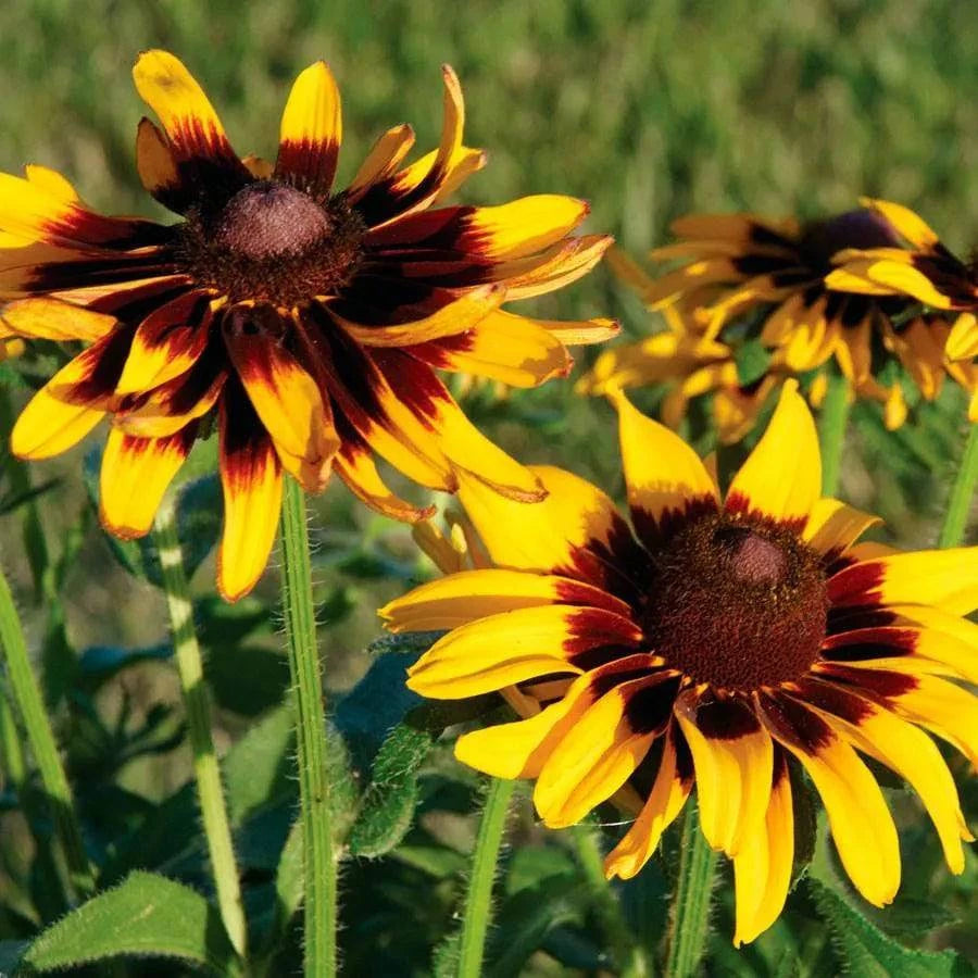 Rudbeckia 'Denver Daisy' - Native Gardeners