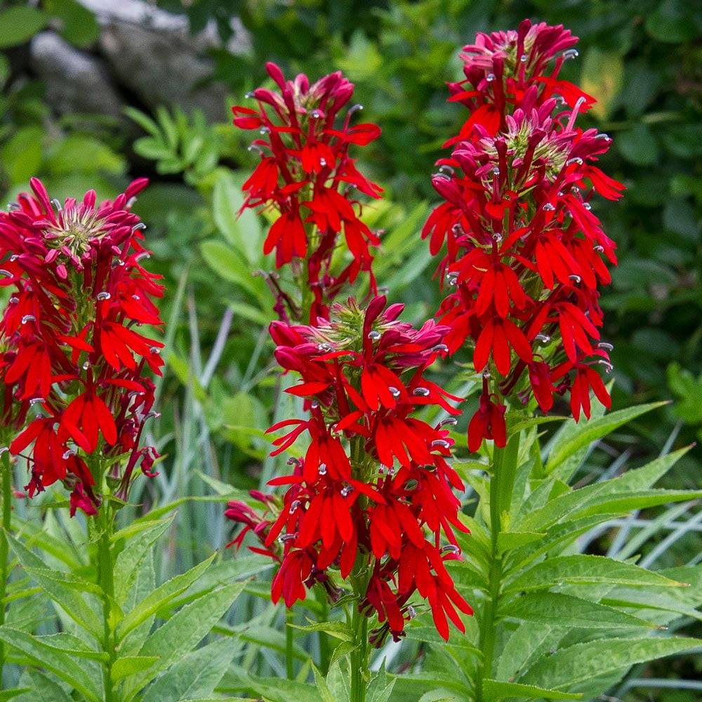 Cardinal Flower - Native Gardeners